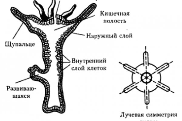 Kraken tor